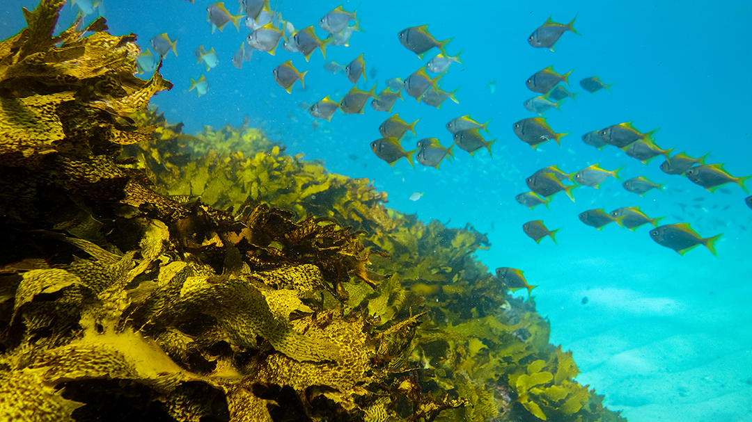 Image 1 - Thumb - oceaan.png