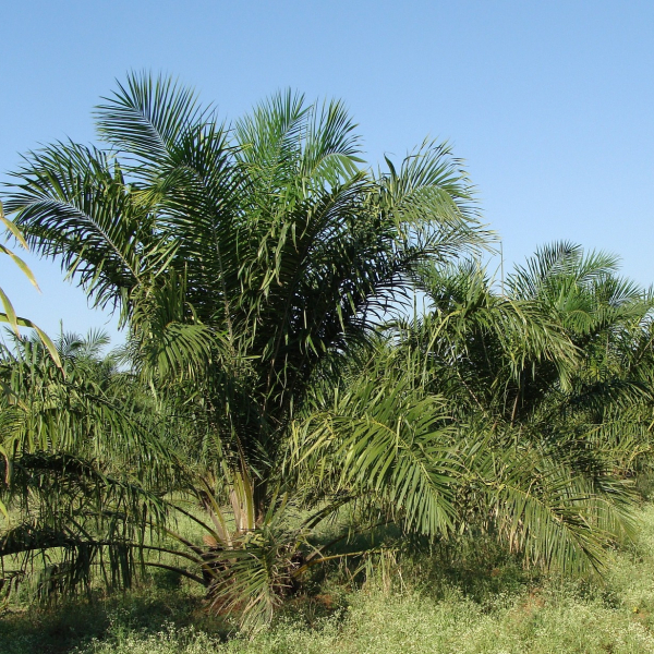 oil-palm-287878_1920.jpg