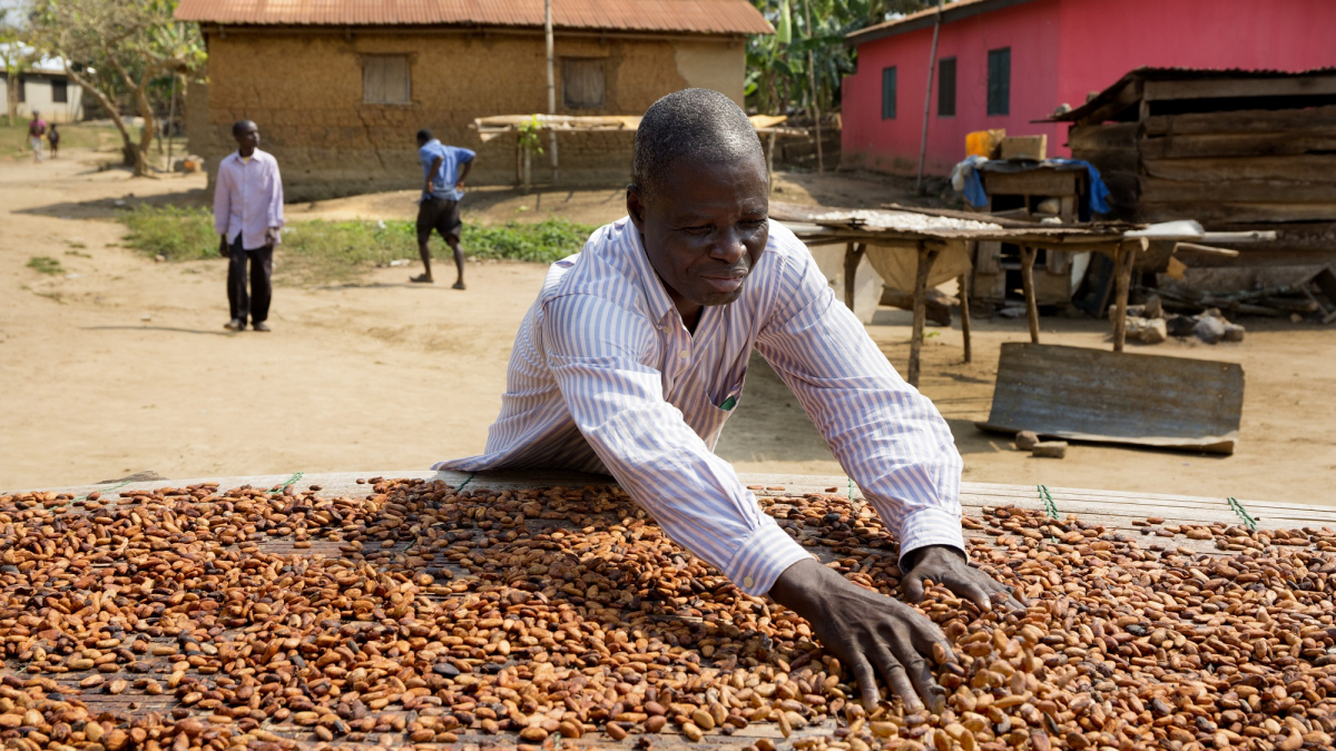 Tonys-Chocolonely_cocoa_drying_01.jpg