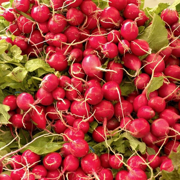 harvested-fresh-radishes-3511163_1920.jpg