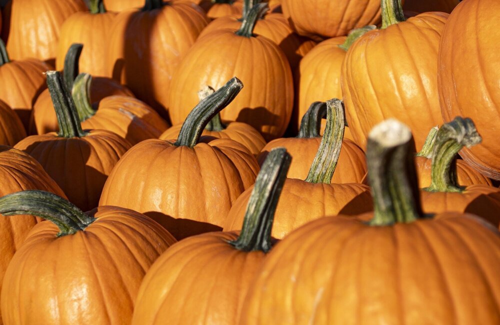pumpkins-8287968_1920.jpg