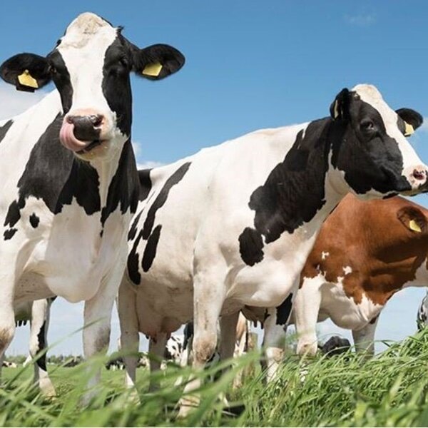 Arla Koeien Wij Boeren Melk Zuivel Nederland.jpg
