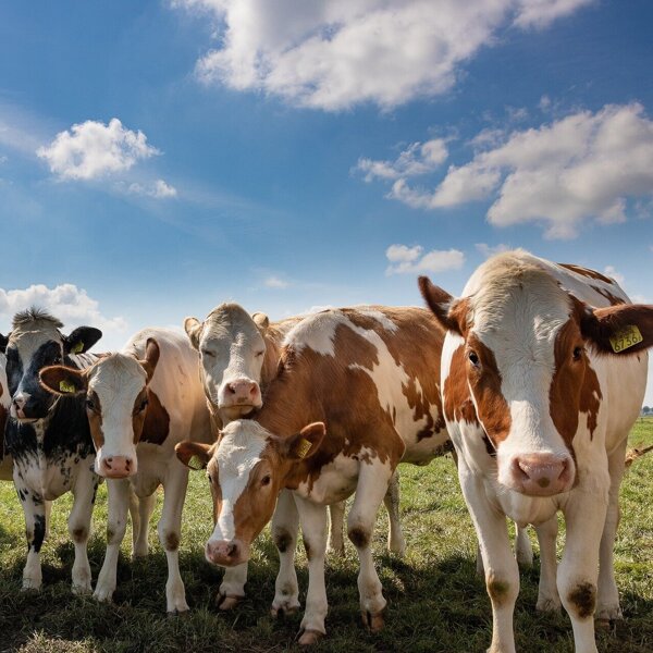 cattle-4232201_1920.jpg