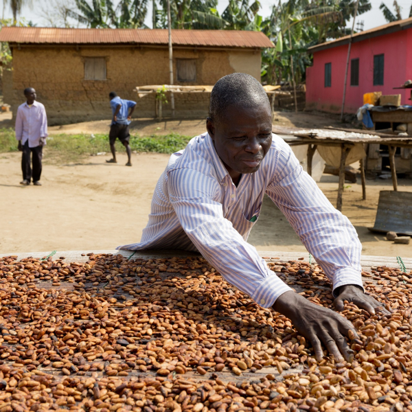 Tonys-Chocolonely_cocoa_drying_01.jpg