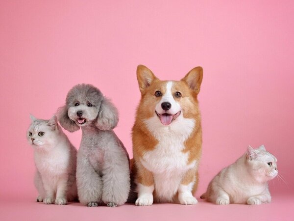 pets-3715733_1280.jpg