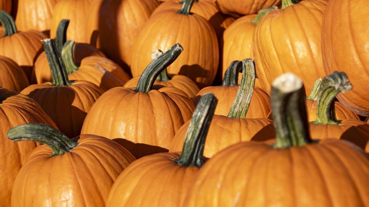 pumpkins-8287968_1920.jpg