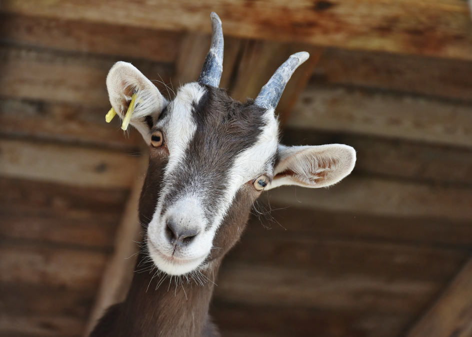 goat-3613728.jpg