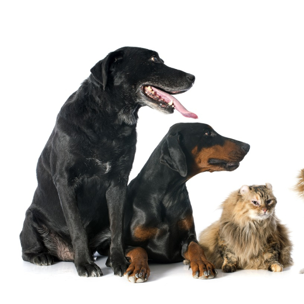 iStock-462343131.jpg