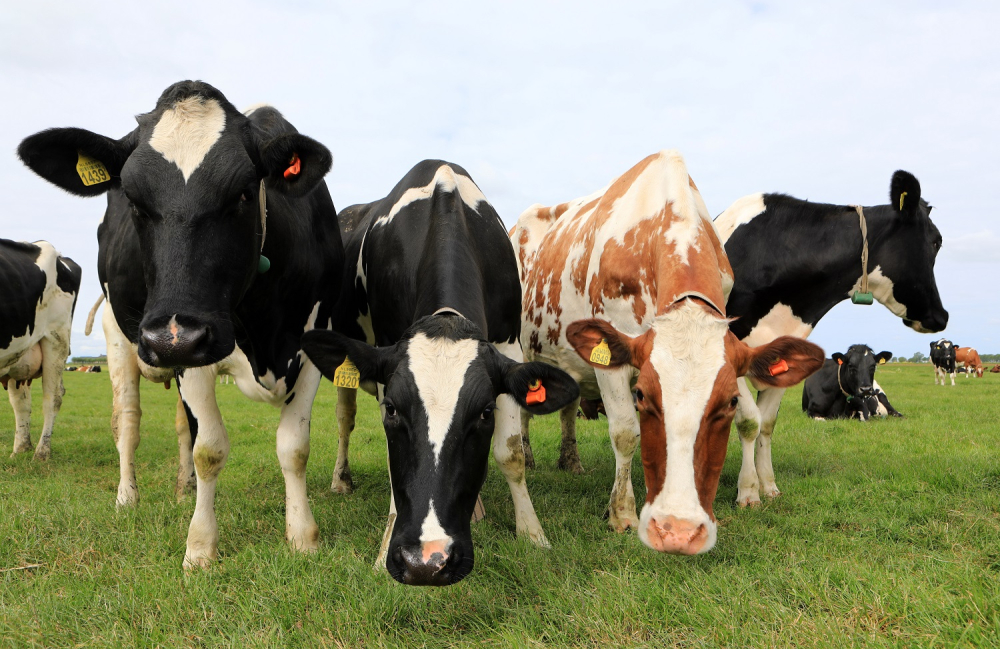PLUS_Vogelvriendelijke kaas Klaverland Boerenbuiten_Koeien.jpg