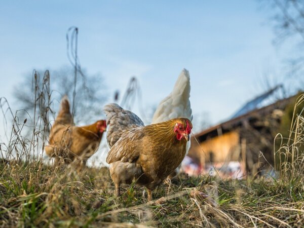 chickens-6078279_1920.jpg