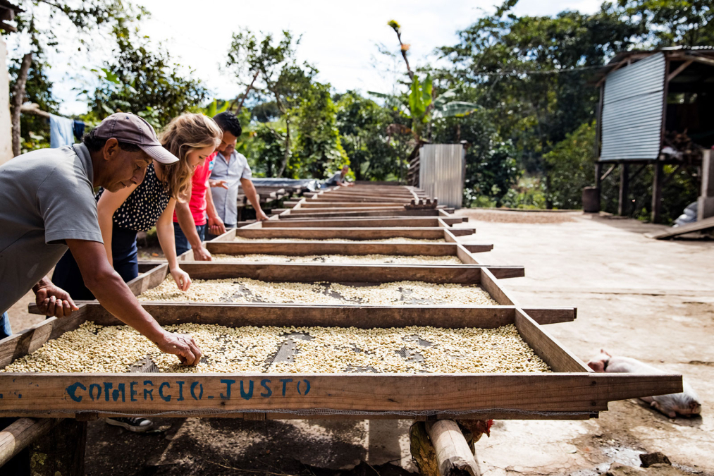 sourcing-et-development-manager-lotje-helpt-bij-het-proces-van-koffiebessen-drogen.jpeg