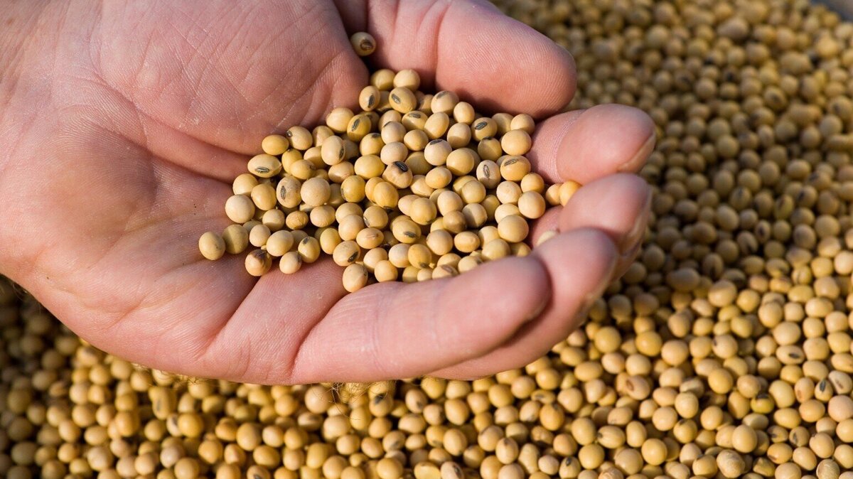 soja.jpg