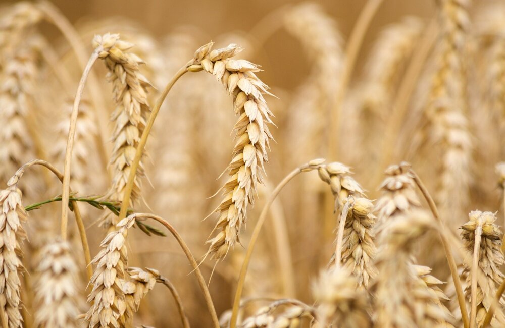wheat-6536039_1920.jpg