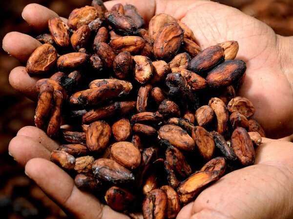 Foto cacao.jpg
