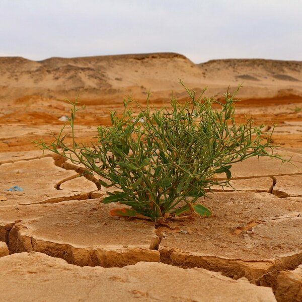 desert-4376898_1920.jpg