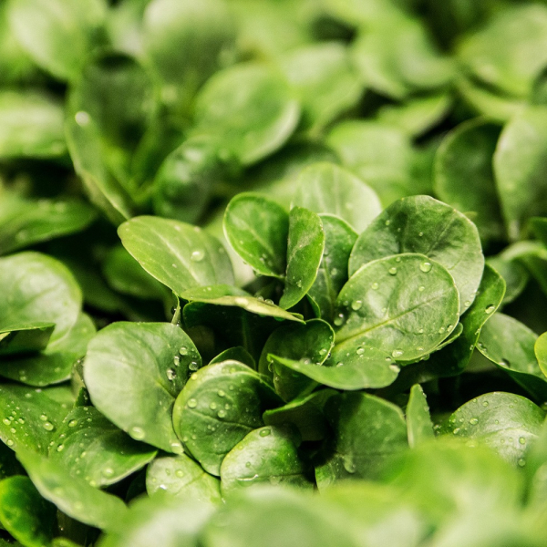 lettuce-264826.jpg