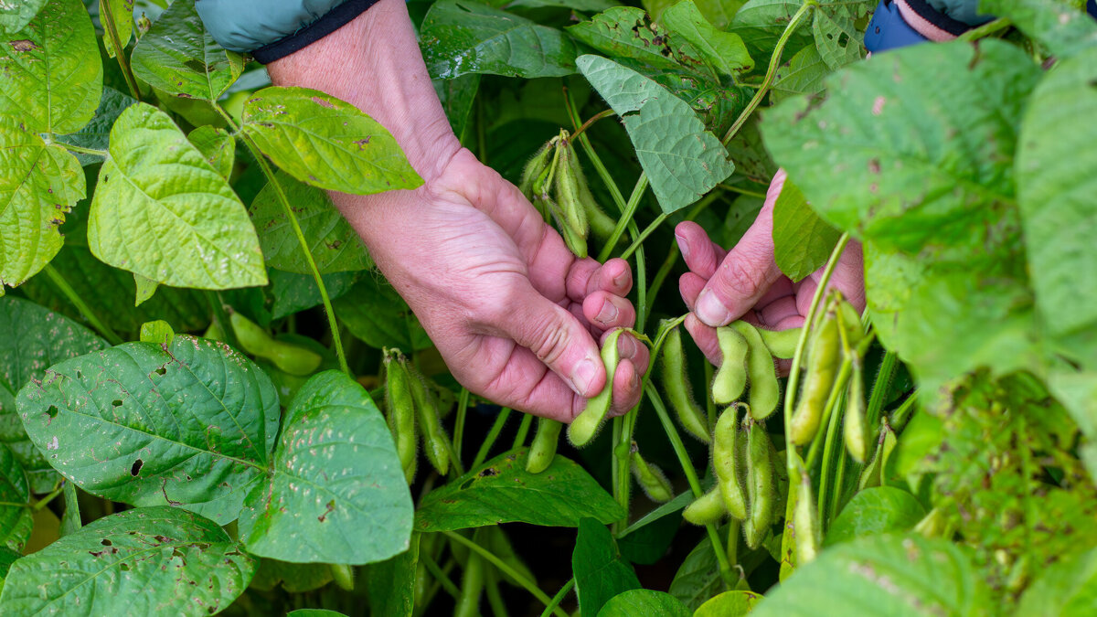 Edamame bonen aan plant.jpg