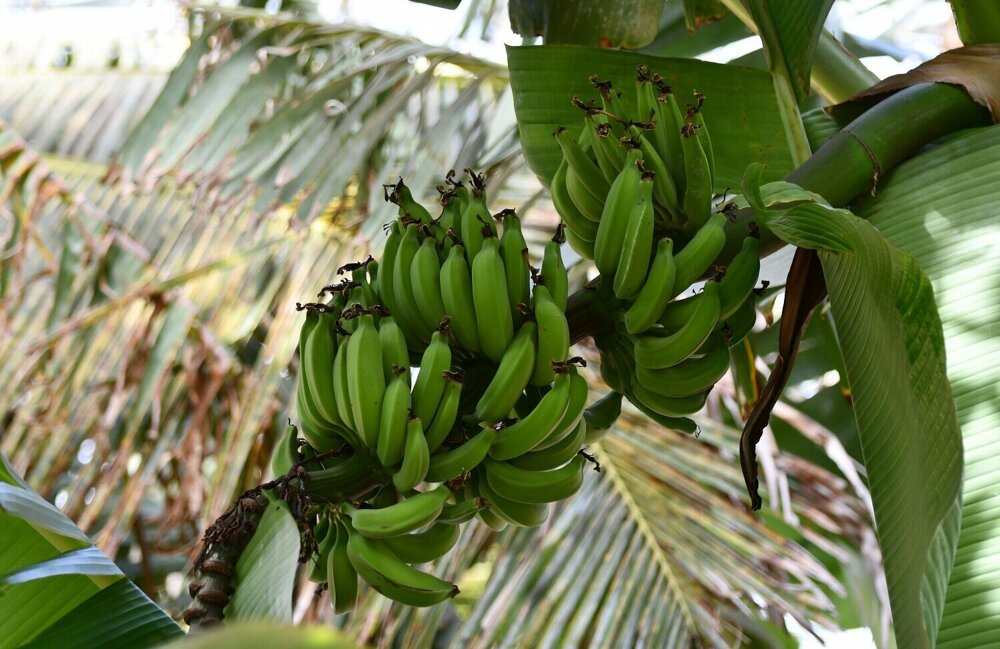 tebik-banana-plant-3877237.jpg