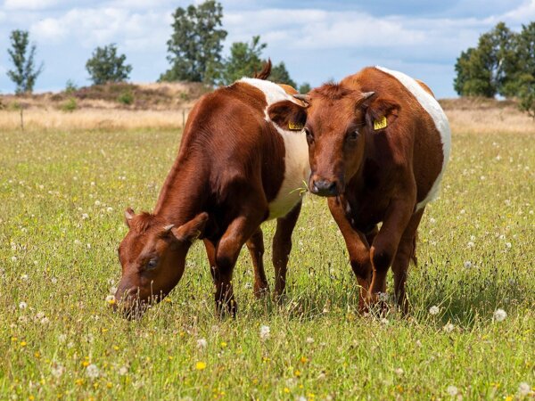 cows-6524264_1920.jpg