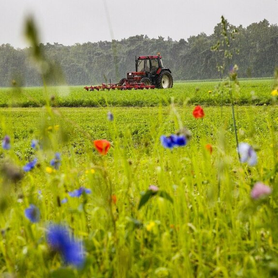 Wortel Collectief 2.jpg