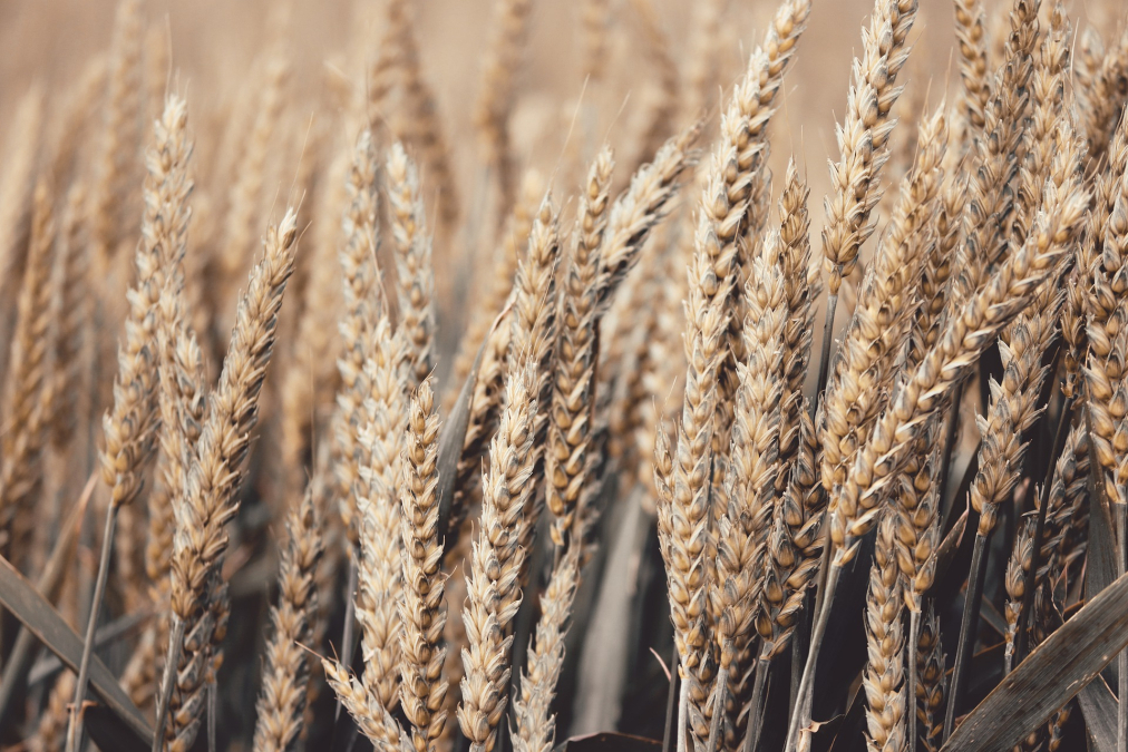 wheat-g66129c569_1920.jpg