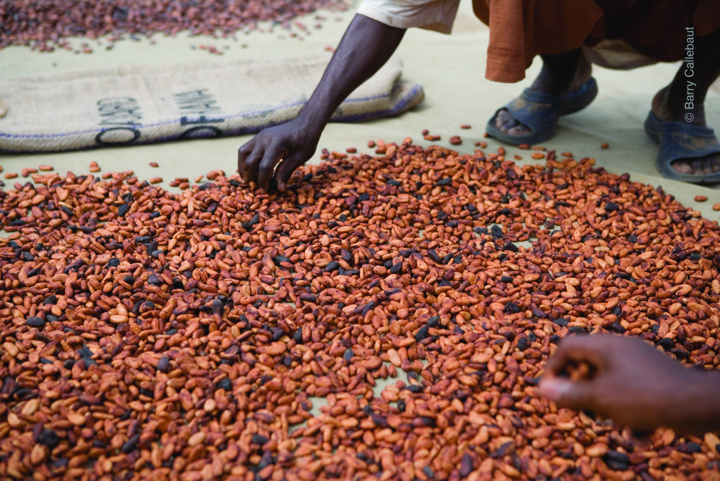 cacao-bonen-drying-the-beans_hr.jpg