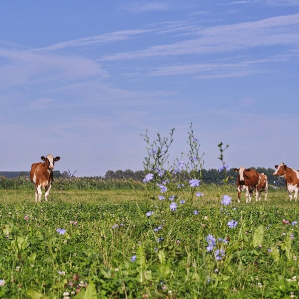 2 jaar Kruidenrijk Grasland.jpg