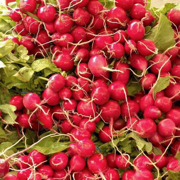 harvested-fresh-radishes-3511163_1920.jpg