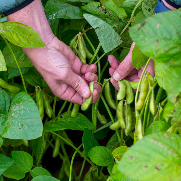 Edamame bonen aan plant.jpg