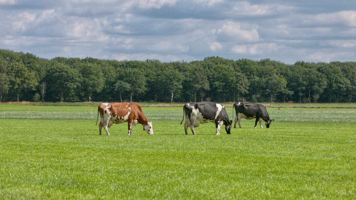 primeur-bij-jumbo-weiderundvlees-van-nederlandse-dubbeldoel-koeien