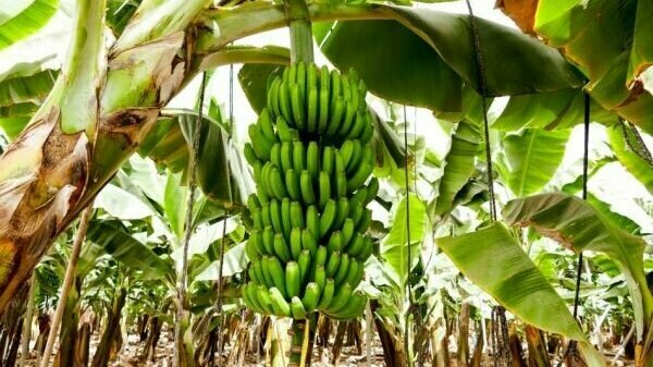 bananen van Lidl.jpg