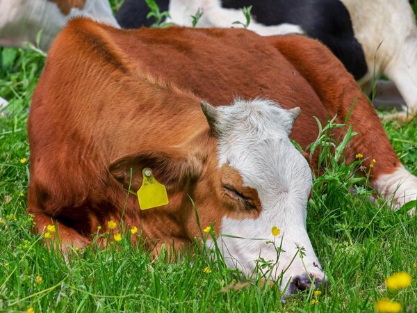 cow-3394868_1920.jpg