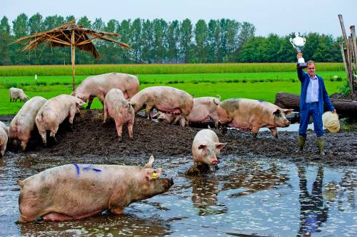 biologische-varkens-anp.jpg