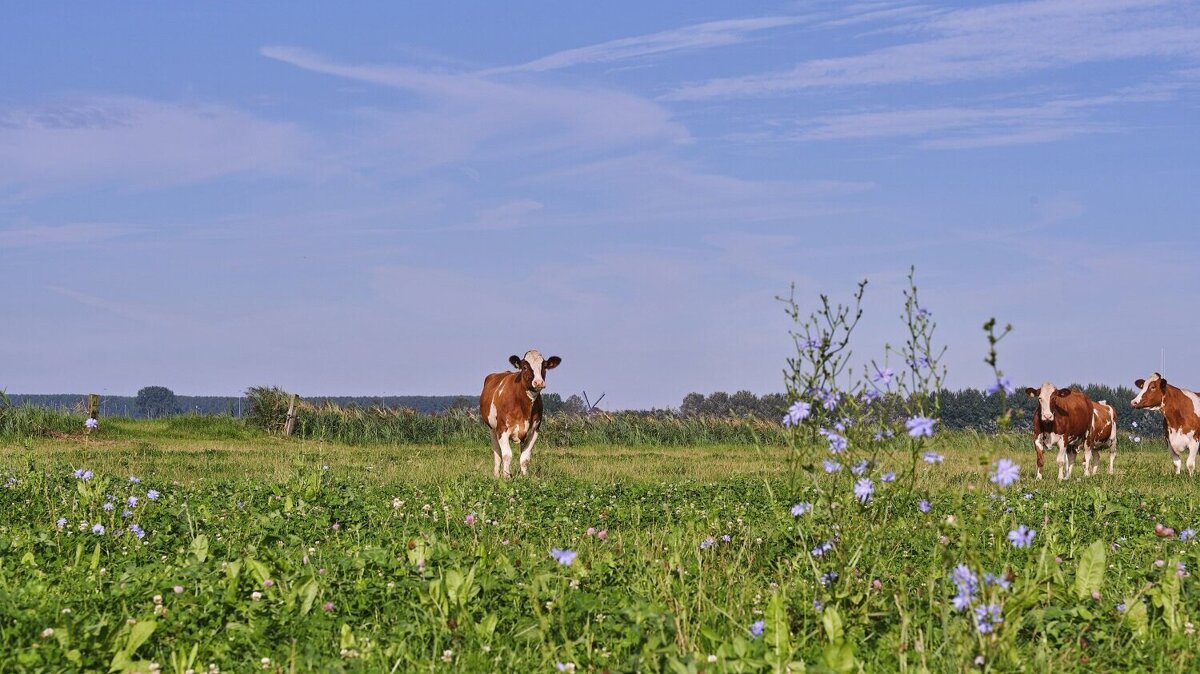 2 jaar Kruidenrijk Grasland.jpg